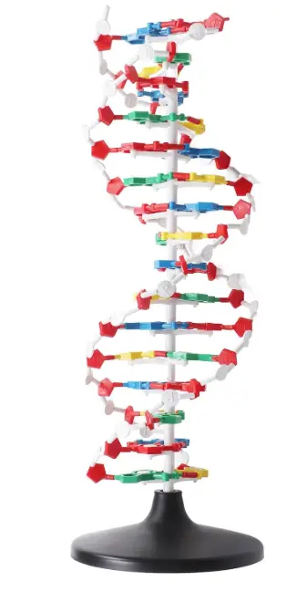 Structure Adn.webp