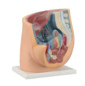 Appareil génital de la femme MO 31