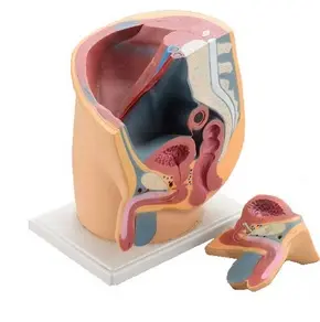 Appareil génital de l’homme