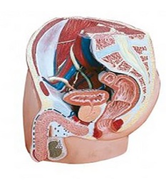 Appareil uro-génital de l’homme MO 32