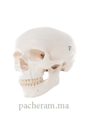Crâne humain grandeur nature