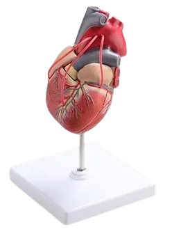 [MO 03-2] Cœur humain en 2 parties