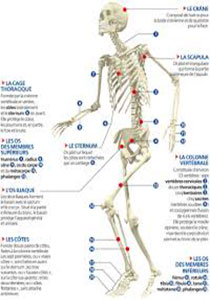 Etudes comparative du squelette de membres