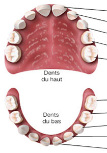 Les dents