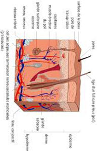 Les organes des sens la peau