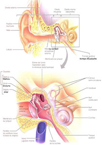 Les organes des sens l’oreille et l’œil