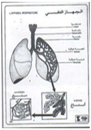 L’appareil respiratoire