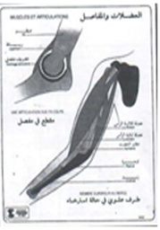 Muscles et articulations