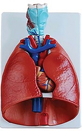 [MO 43] Appareil respiratoire