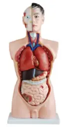 [MO 01-1] Écorché 19 partiesMO 01-1