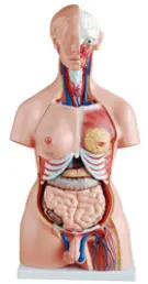[MO 01-3] Écorché 23 partiesMO 01-3