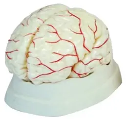 [MO 02-1] Encéphale humain démontable