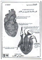 [19007] Le cœur