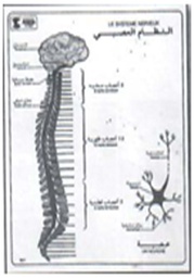 [19011] Le système nerveux
