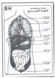 [19001] Les organes du tronc
