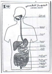 [19005] L’appareil digestif