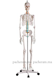 [MO 06-1] Squelette humain