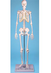 [MO 06-2] Squelette petit modèle